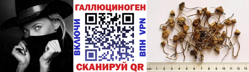 Купить  Североморск  Псилоцибиновые грибы Psilocybine cubensis 